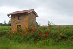 Abri de vignes !