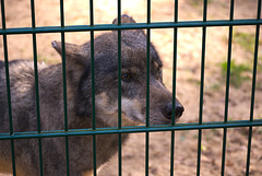 Der Wolf im Białowieża-Urwald