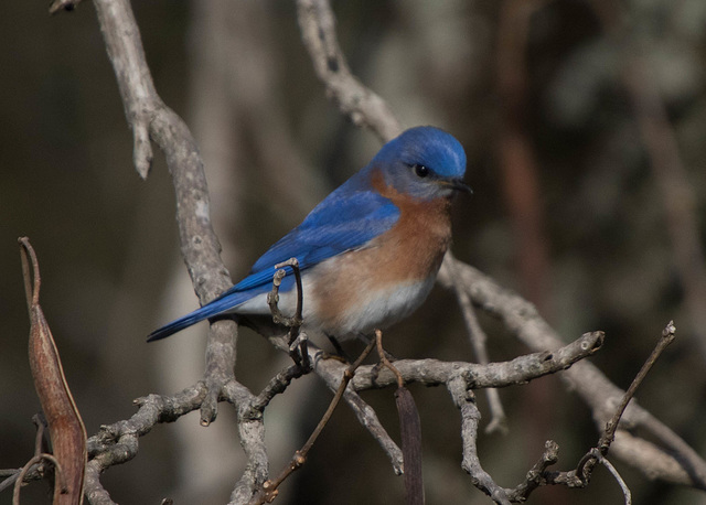 Eastern Bluebird