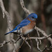 Eastern Bluebird