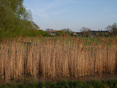 Clayhithe  - Reed bed in Cow Hollow Wood 2015-04-21