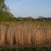 Clayhithe  - Reed bed in Cow Hollow Wood 2015-04-21