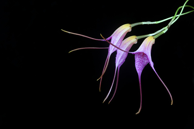 Masdevallia glandulosa