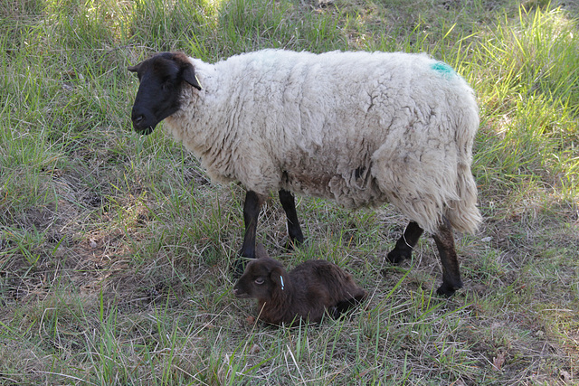 Transhumance du 5 mai 2016