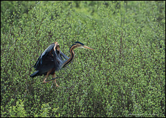 HERON POURPRE