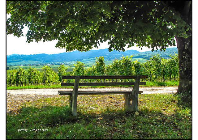 Weinberg Idylle