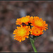 Pilosella aurantiaca ( Hieracium- épervière orangée) (2)