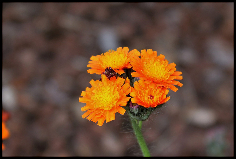 Pilosella aurantiaca ( Hieracium- épervière orangée) (2)