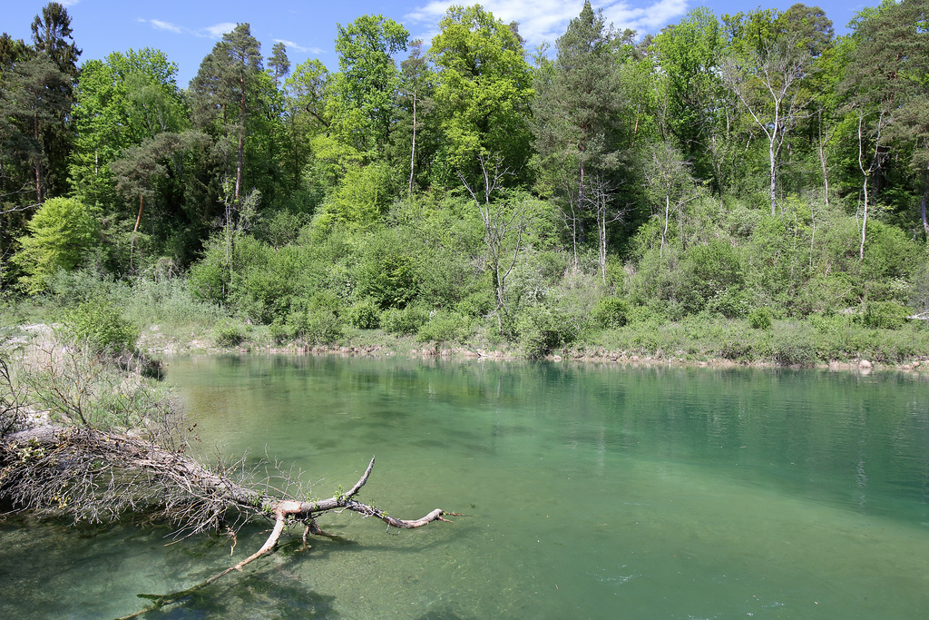 Rüdlingen - Am Alten Rhein (18)