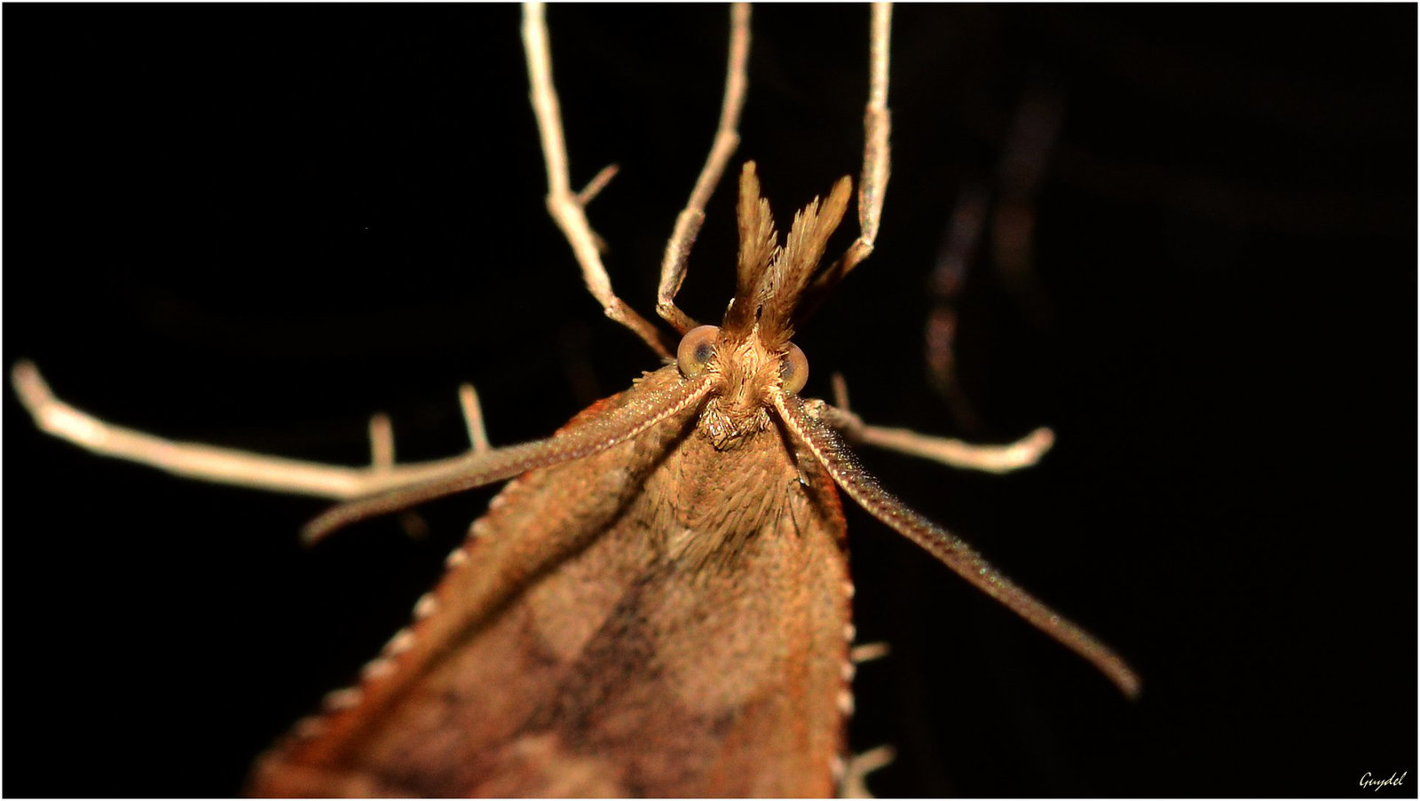 Papillon de Nuit ...