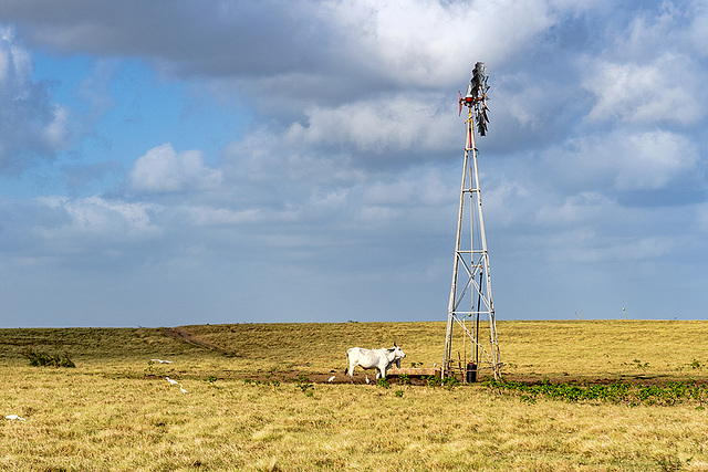 cow horizon