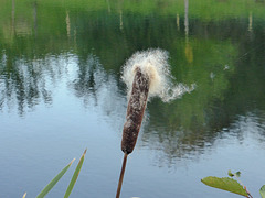 Bullrush - blowing in the wind.