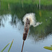 Bullrush - blowing in the wind.