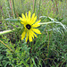 Compass flower (Silphium laciniatum)