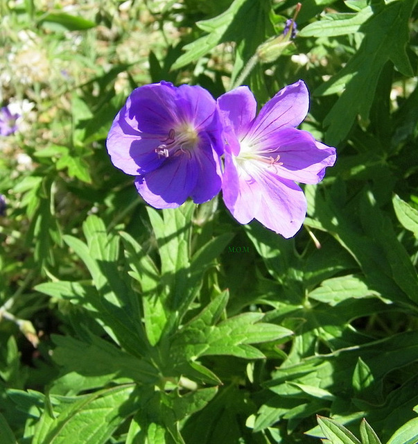 Géranium************