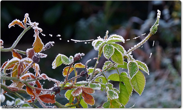 MON JARDIN