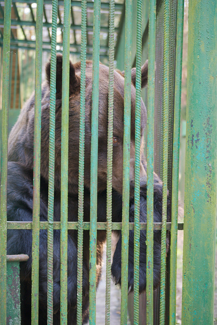 Der Bär im Białowieża-Urwald