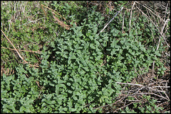 Mentha longifolia