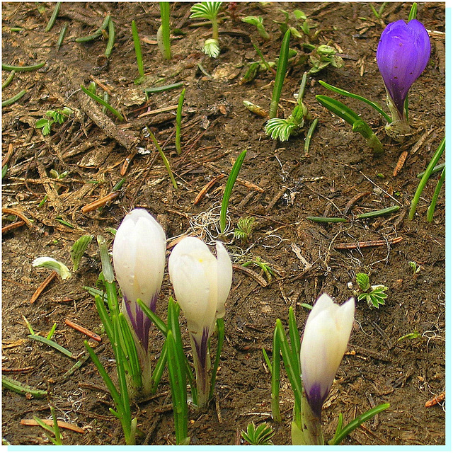 Crocus de la Chartreuse Dauphiné