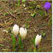 Crocus de la Chartreuse Dauphiné