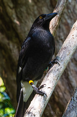 Pied Currawong