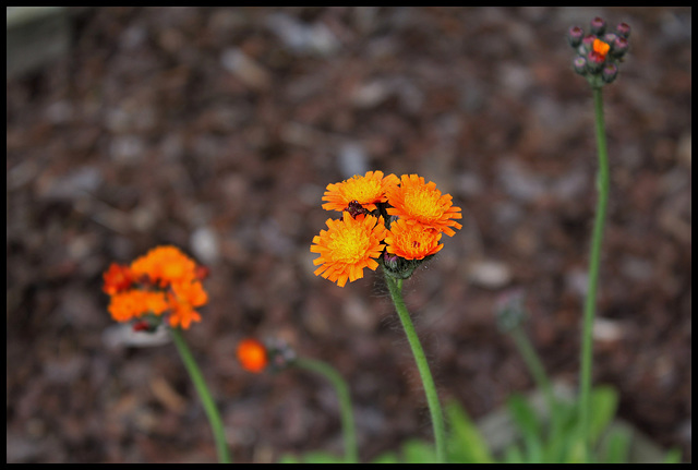 Pilosella aurantiaca ( Hieracium- épervière orangée) (3)