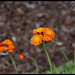 Pilosella aurantiaca ( Hieracium- épervière orangée) (3)