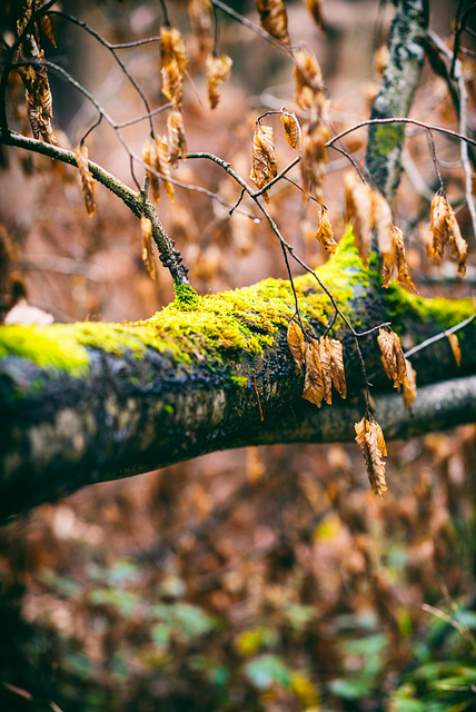 Forêt de Fontainebleau