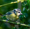 Blue tit