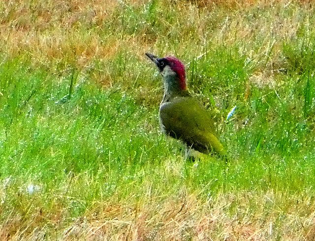 Eurasian green woodpecker