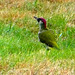 Eurasian green woodpecker