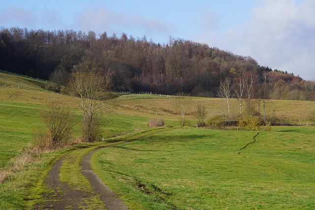 Sonniger Feldweg II