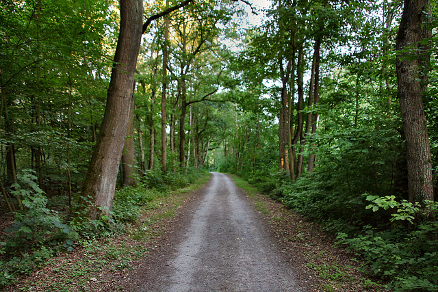 Weg am Naturschutzgebiet Beversee (Bergkamen) / 29.06.2019