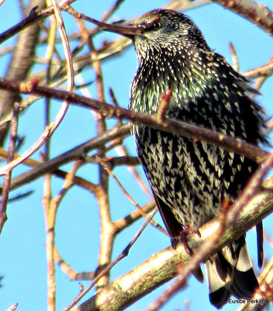 Starling.