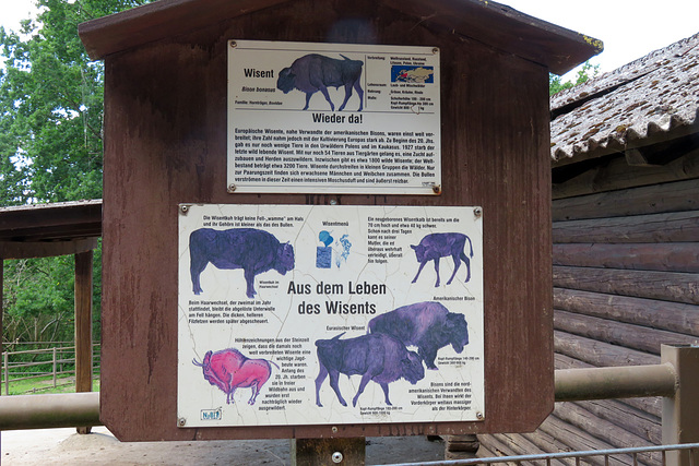 Wisent-Infotafel