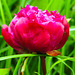 20230531 0448CPw [D~LIP] Pfingstrose (Paeonia agg) [Päonien], UWZ, Bad Salzuflen