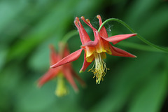 Red Columbine