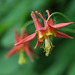 Red Columbine