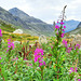 Auf dem Julierpass