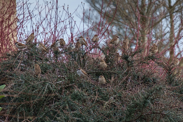 House Sparrows