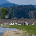 Whooping cranes