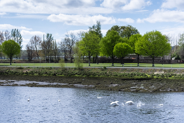 Two Mute Swans Taking Off