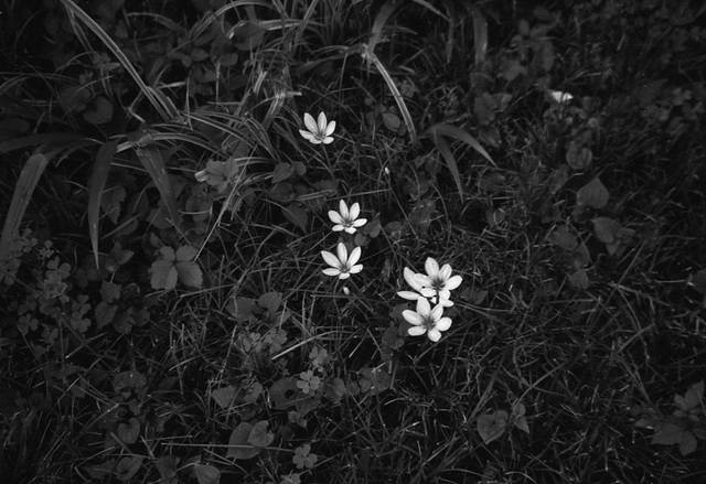 Petites fleurs