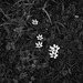 Petites fleurs
