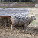 Williamsburg Sheep