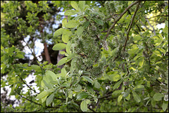 Salix caprea femelle
