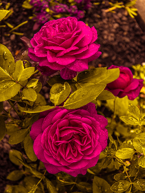 (159/365) Blattgold-Rosen