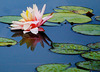 Lily Pond