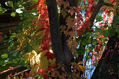 Un dégradé de couleurs