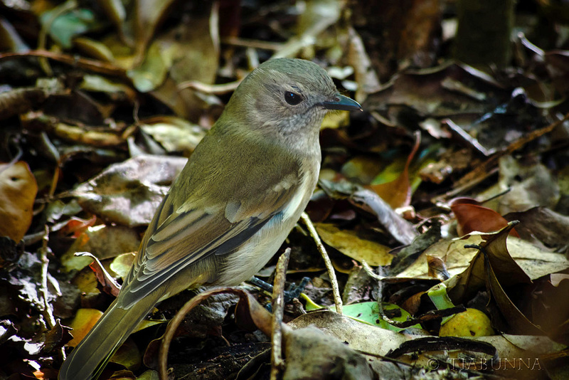 Golden Whistler